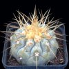 Copiapoa_haseltoniana